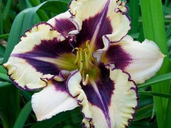 Stunningly Different