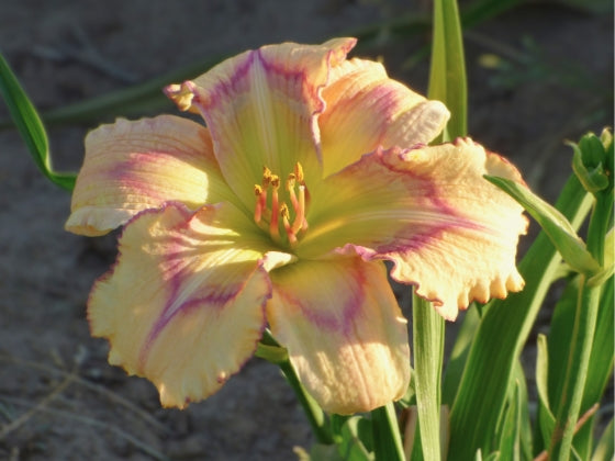 Subtle Nuance – Schreiner's Gardens