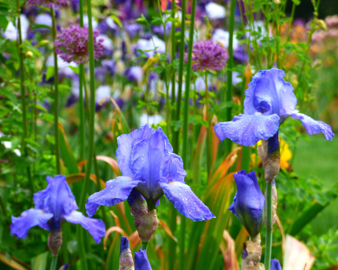 Sugar Blues | Tall Bearded Iris – Schreiner's Gardens