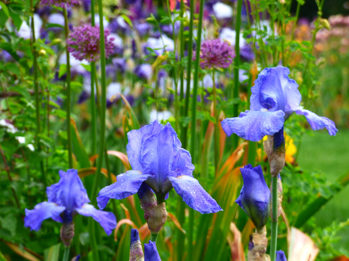 Sugar Blues | Tall Bearded Iris – Schreiner's Gardens
