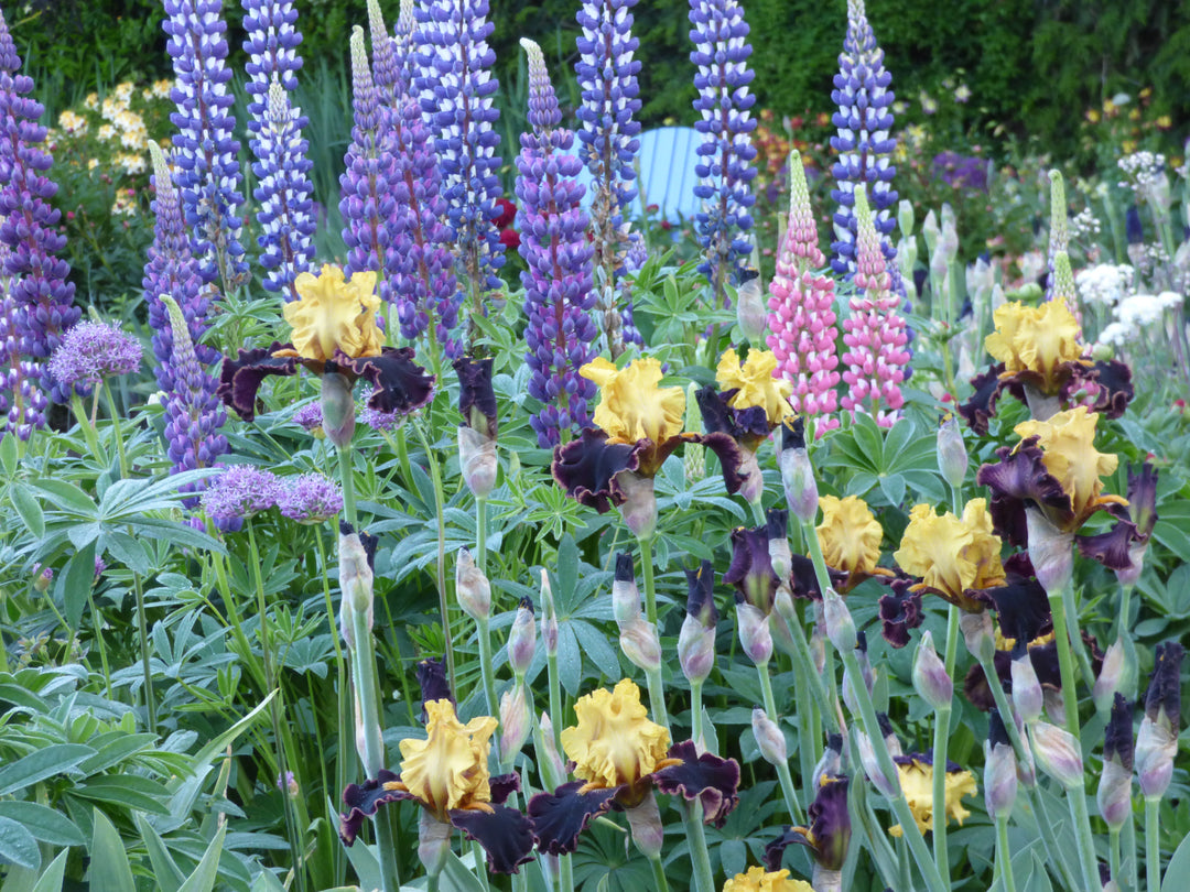Sun Devil | Tall Bearded Iris – Schreiner's Gardens