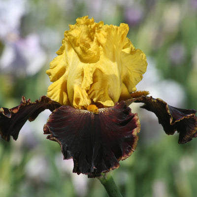 Yellow Iris Bouquet