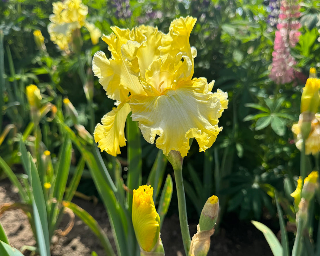 Sun Shine In | Tall Bearded Iris – Schreiner's Gardens