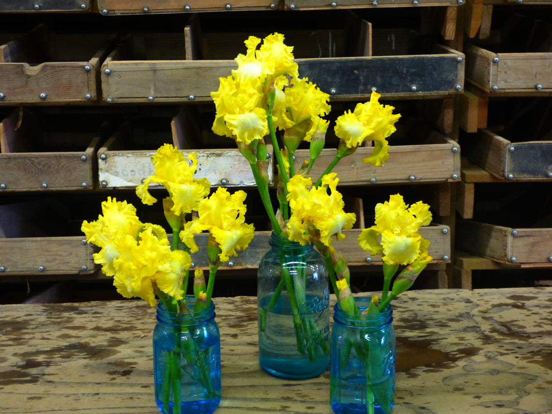 Sun Shine In | Tall Bearded Iris – Schreiner's Gardens