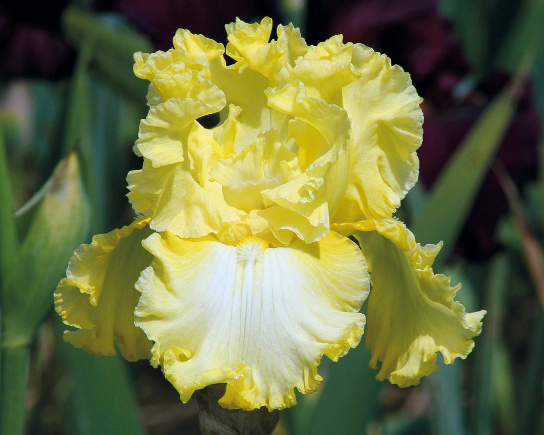Sun Shine In | Tall Bearded Iris – Schreiner's Gardens