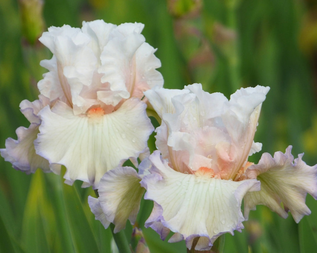 Sunday Drive – Schreiner's Gardens