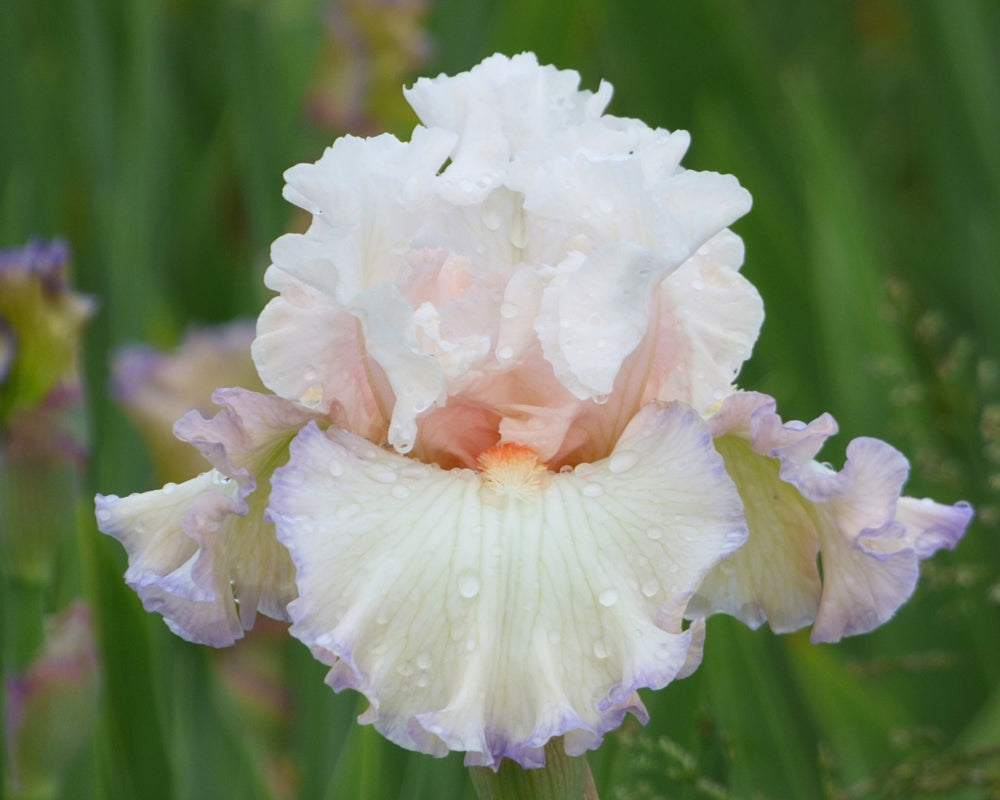 Buy Iris & Daylilies | Iris & Daylily Varieties Joe Ghio Hybrid