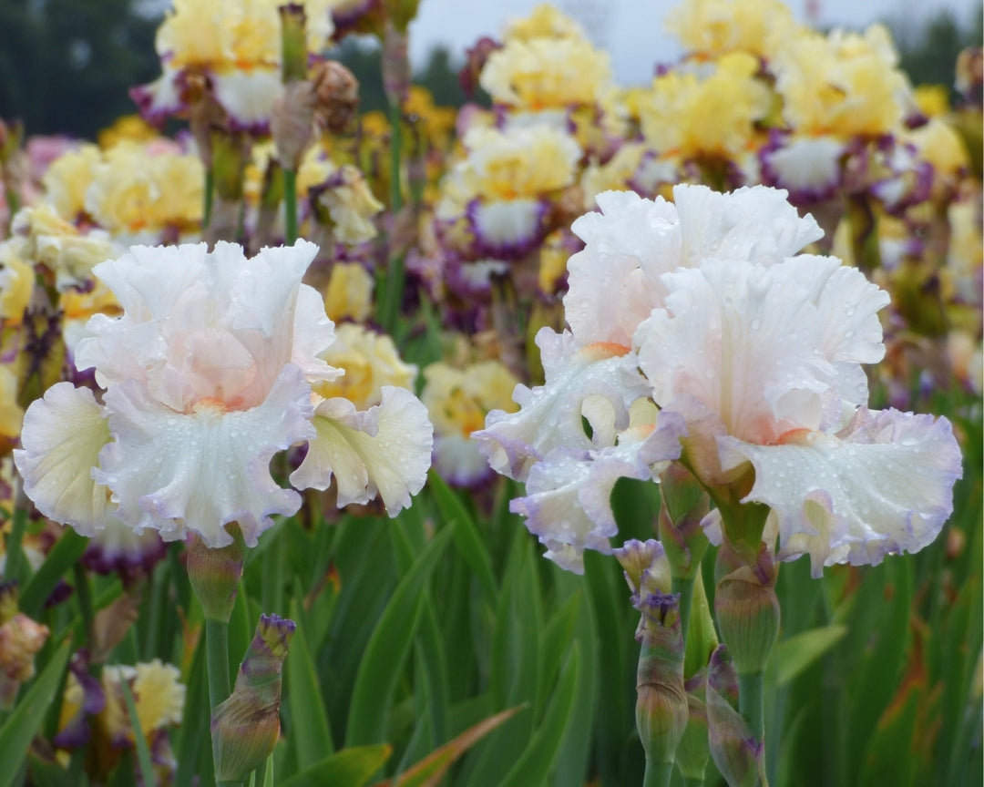Sunday Drive – Schreiner's Gardens
