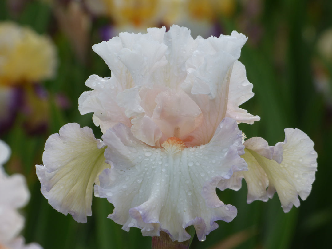 Sunday Drive – Schreiner's Gardens