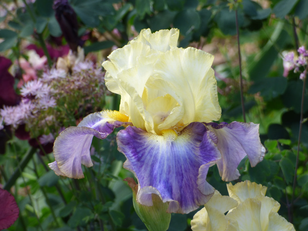 Sunny Glitter | Tall Bearded Iris – Schreiner's Gardens