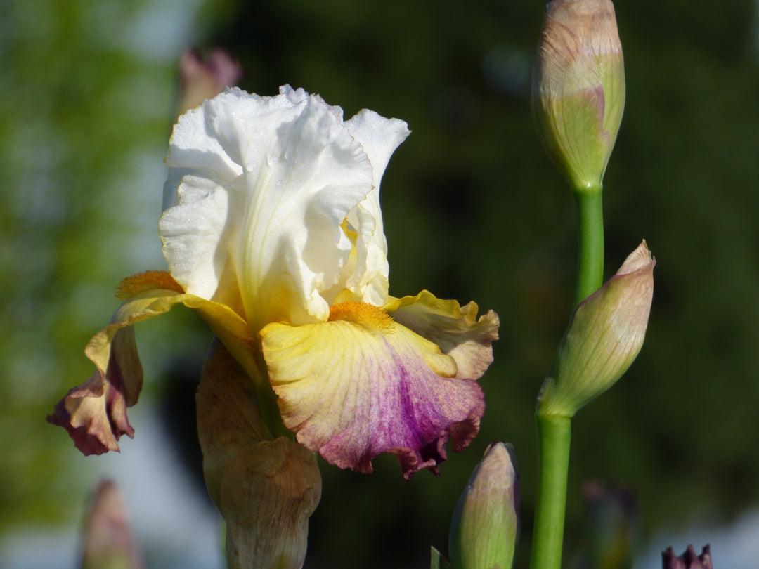 SunriseSplendor_4_1080x.jpg?v=