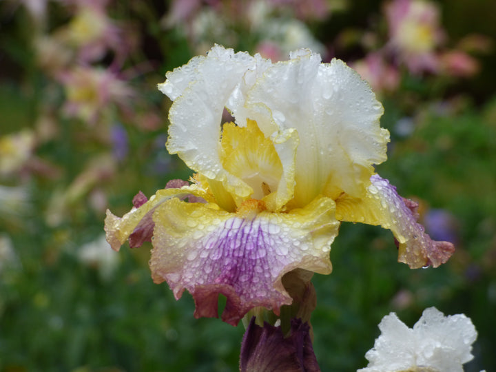 Sunrise Splendor | Tall Bearded Iris – Schreiner's Gardens