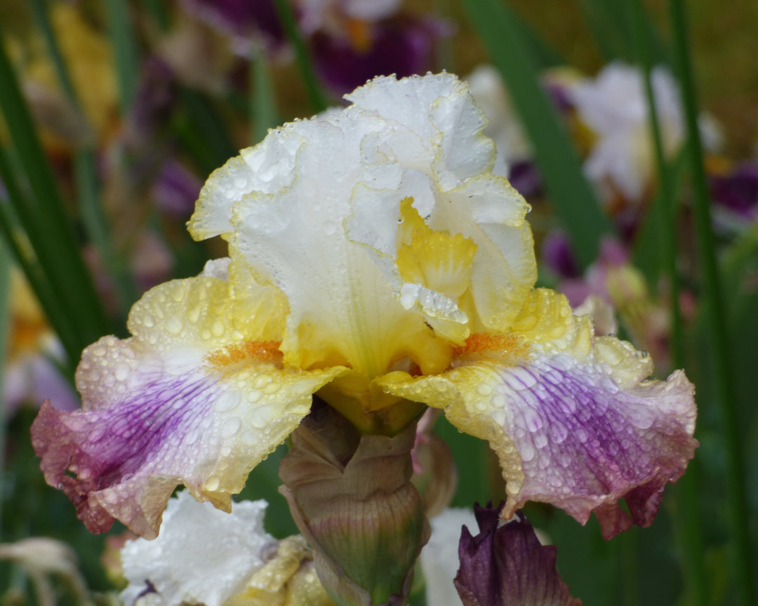 Sunrise Splendor | Tall Bearded Iris – Schreiner's Gardens