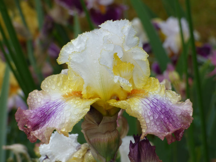 Sunrise Splendor | Tall Bearded Iris – Schreiner's Gardens