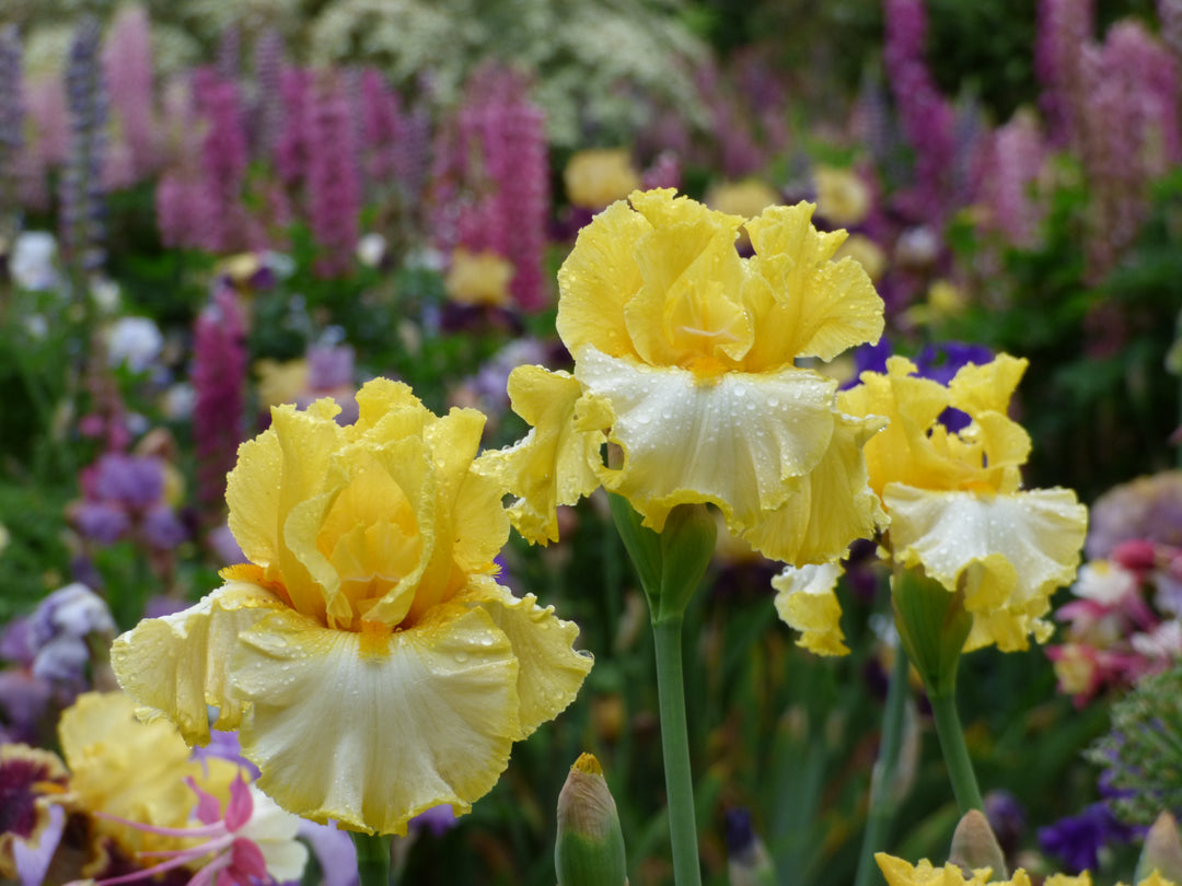Sunshine State | Tall Bearded Iris – Schreiner's Gardens