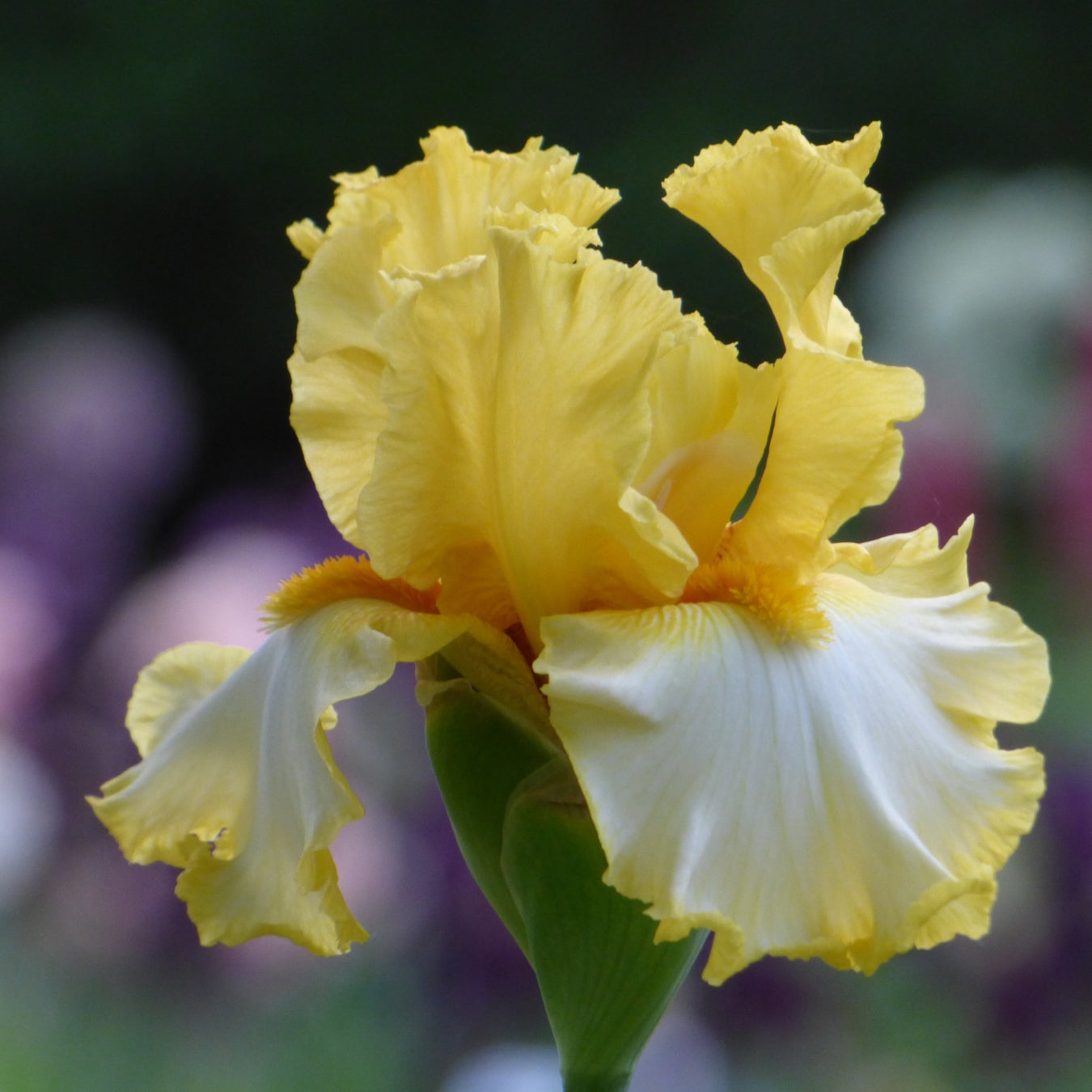White Iris Bouquet