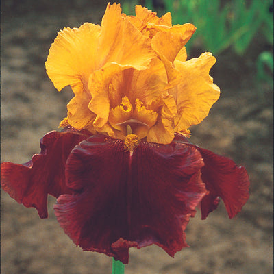 Red Iris Bouqet