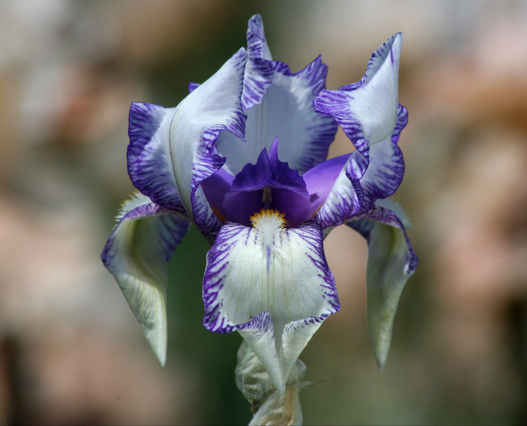 Swerti | Tall Bearded Iris – Schreiner's Gardens