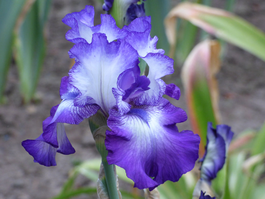 Tanzanite Twinkle | Tall Bearded Iris – Schreiner's Gardens