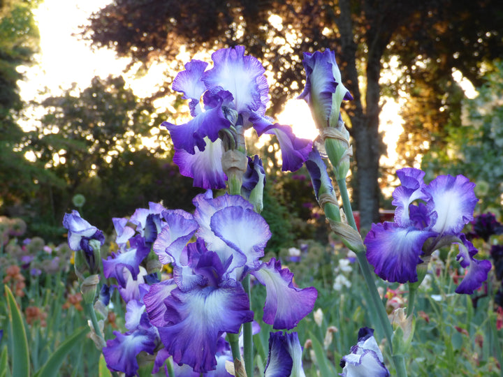 Tanzanite Twinkle | Tall Bearded Iris – Schreiner's Gardens