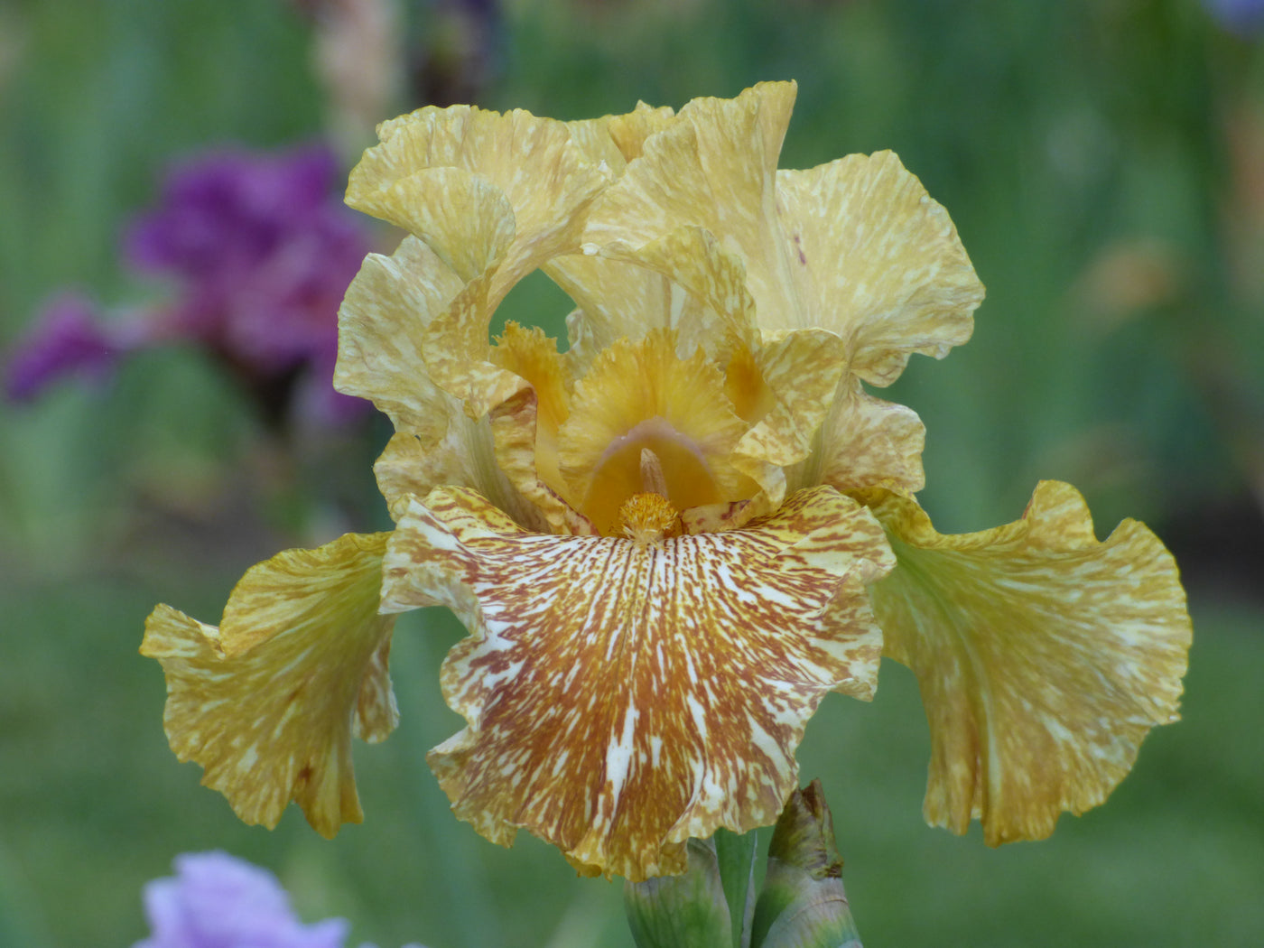 tiger lily iris Tiger Honey
