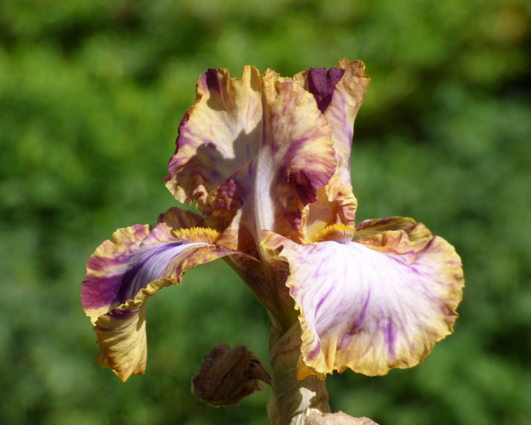 Toucan Tango | Tall Bearded Iris – Schreiner's Gardens