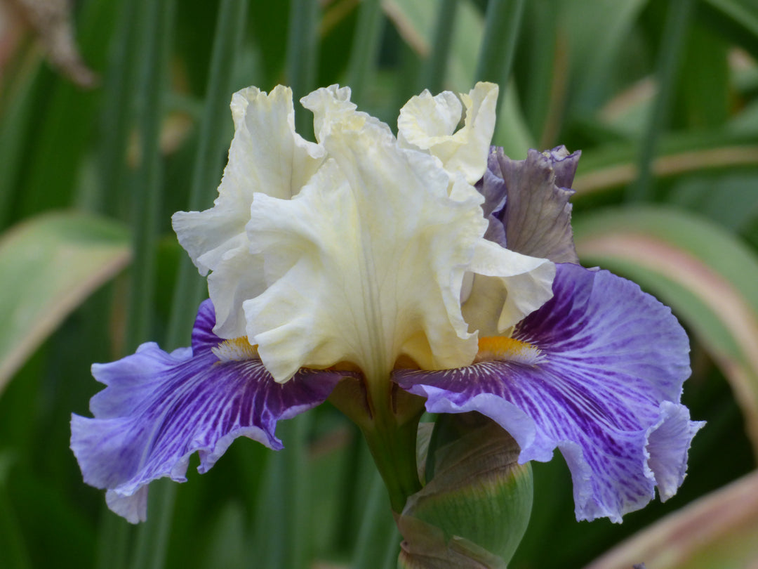 To Wander | Tall Bearded Iris – Schreiner's Gardens