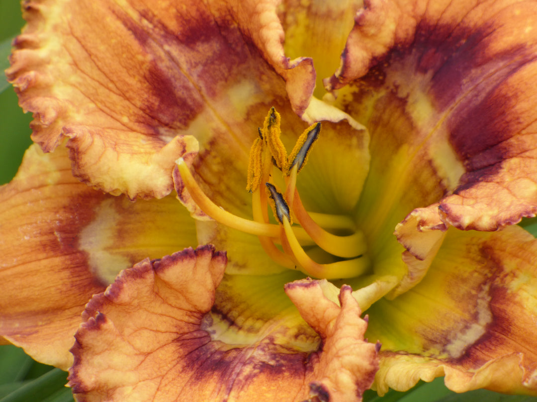Trembler | Spring Daylily Catalog – Schreiner's Gardens