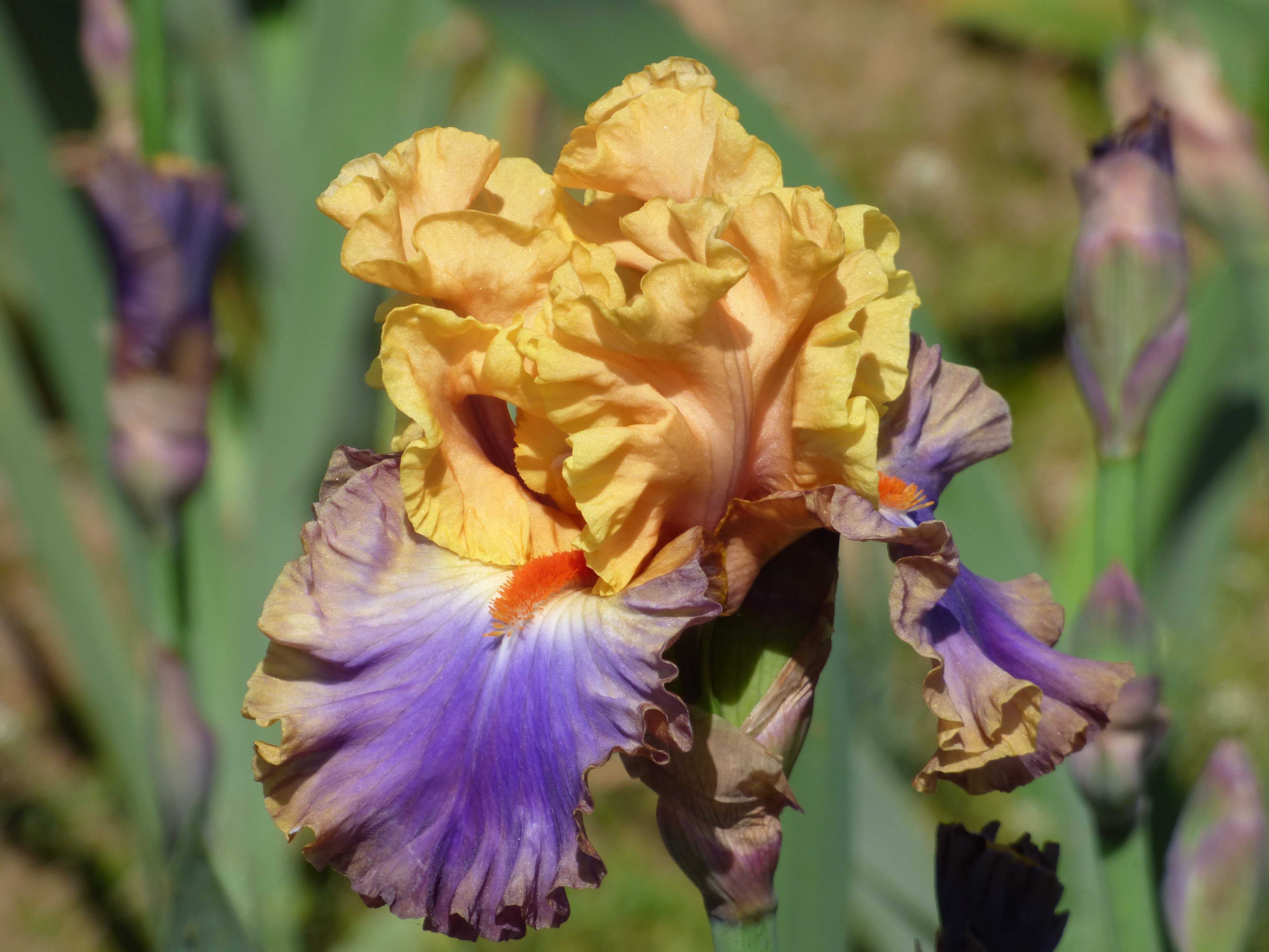 True Colors – Schreiner's Gardens