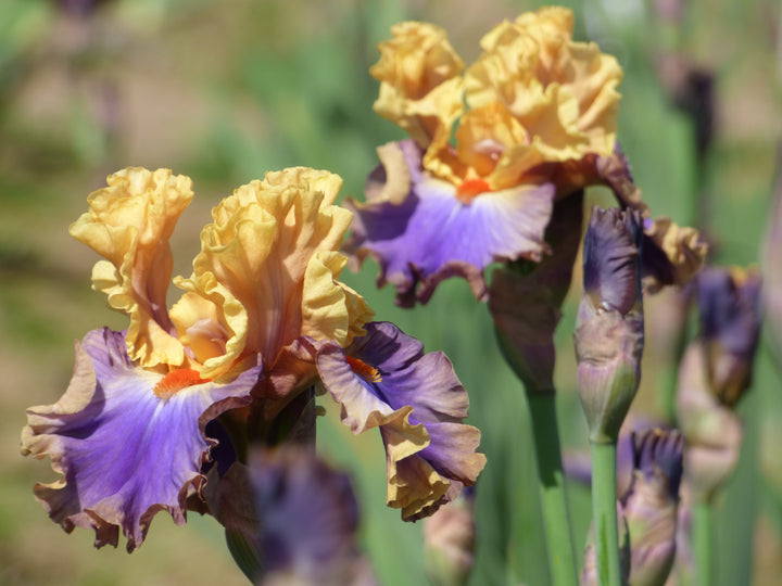 True Colors – Schreiner's Gardens