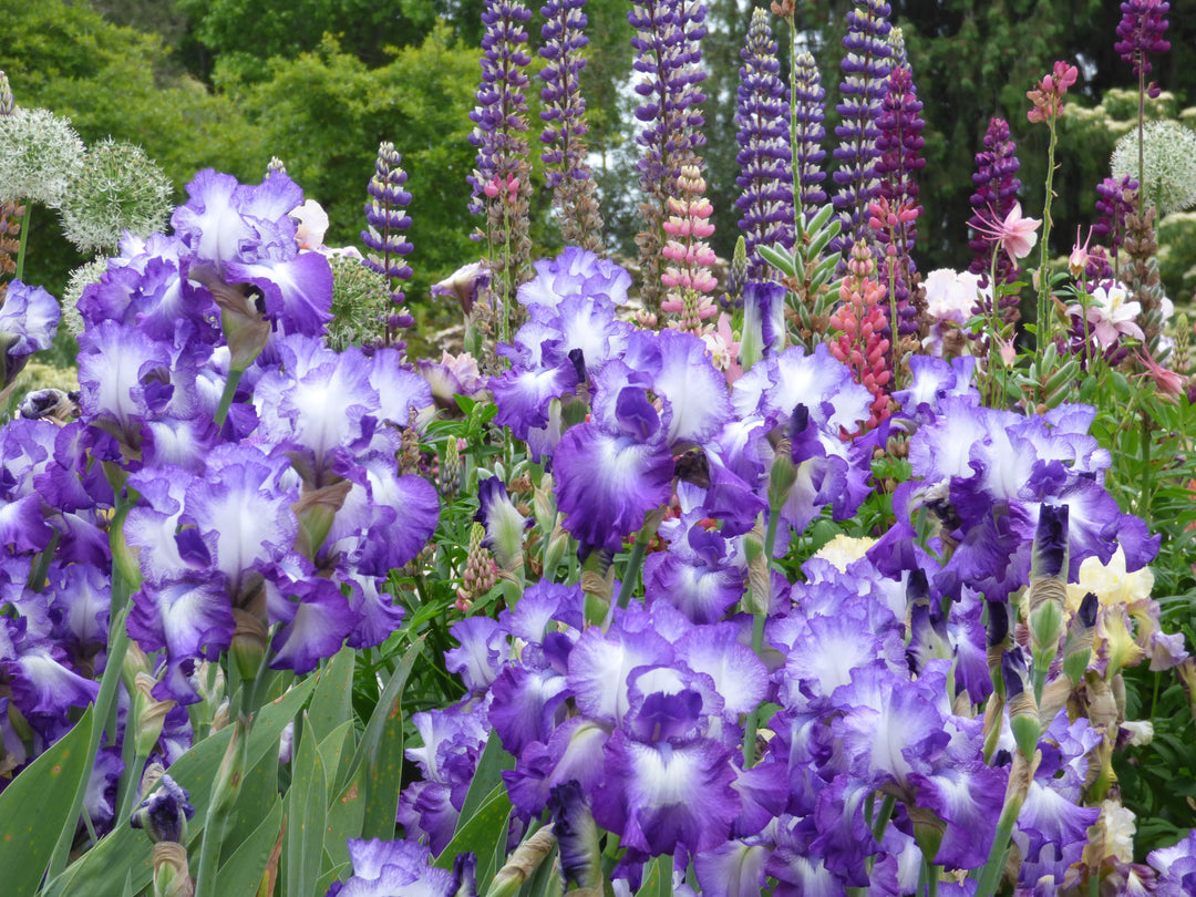 Ermenegildo Zegna フロレンティ－ン アイリス TanzaniteTwinkle_1_1080x.jpg?v