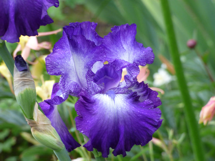 Tanzanite Twinkle | Tall Bearded Iris – Schreiner's Gardens