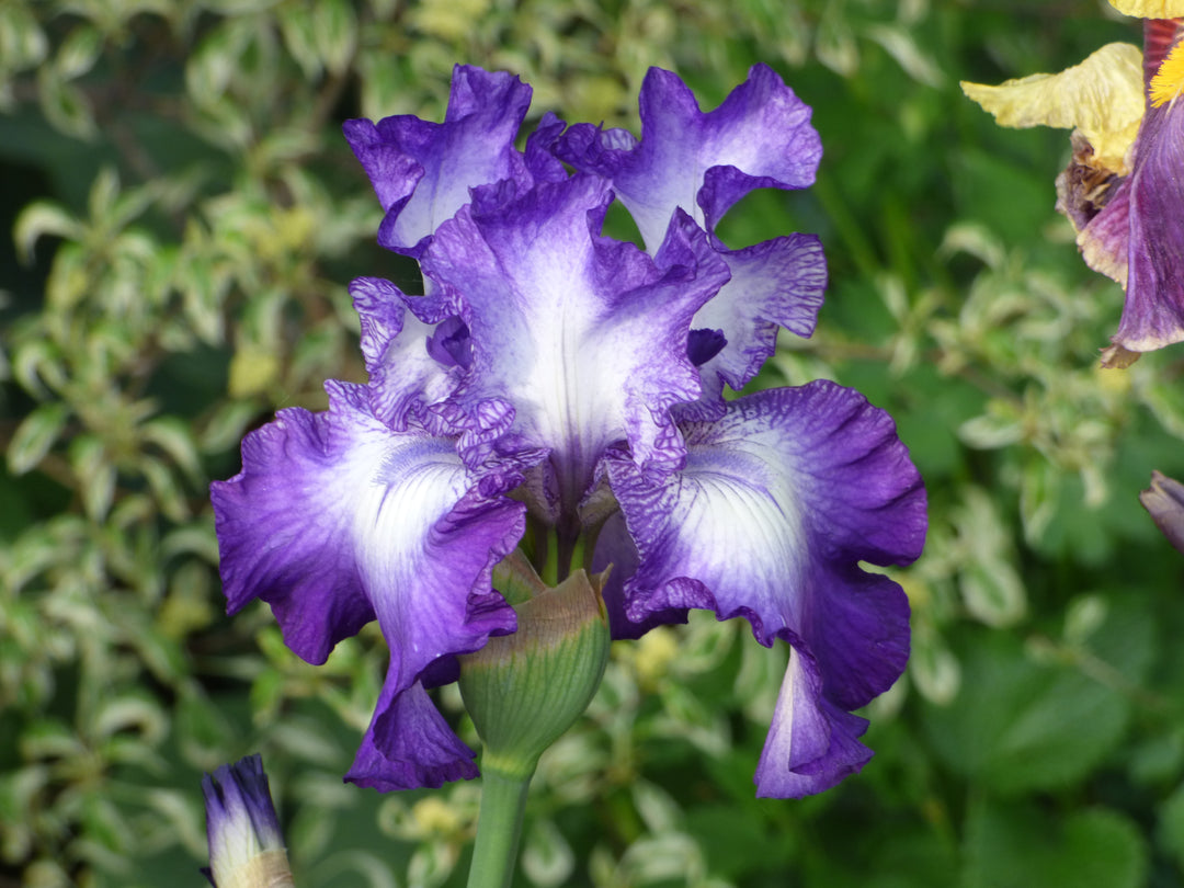 Tanzanite Twinkle | Tall Bearded Iris – Schreiner's Gardens