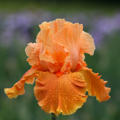 Orange Iris Bouquet