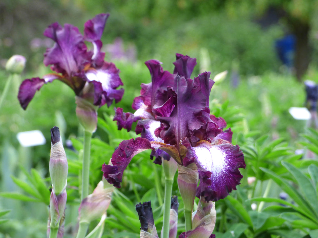Tennison Ridge | Tall Bearded Iris – Schreiner's Gardens
