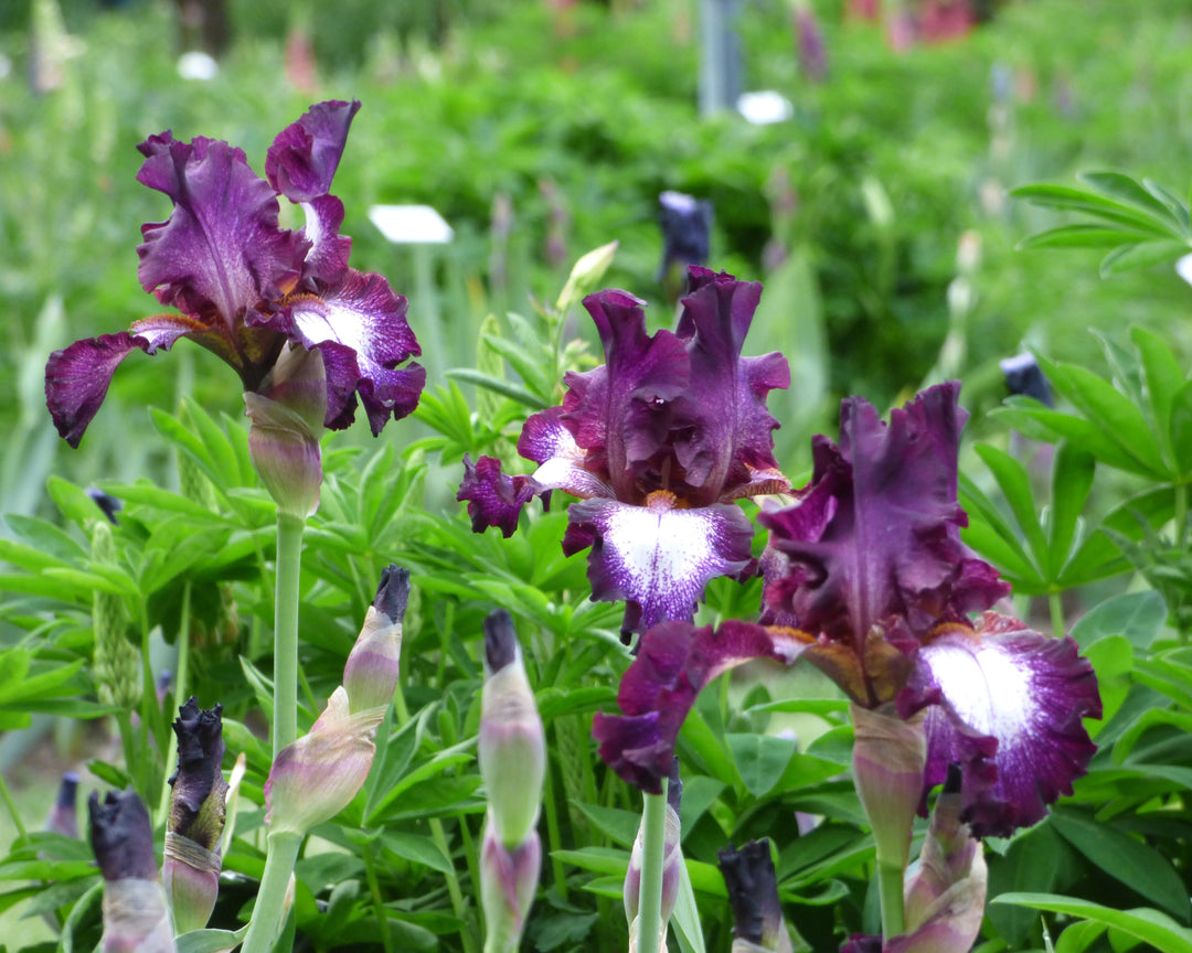 Tennison Ridge | Tall Bearded Iris – Schreiner's Gardens