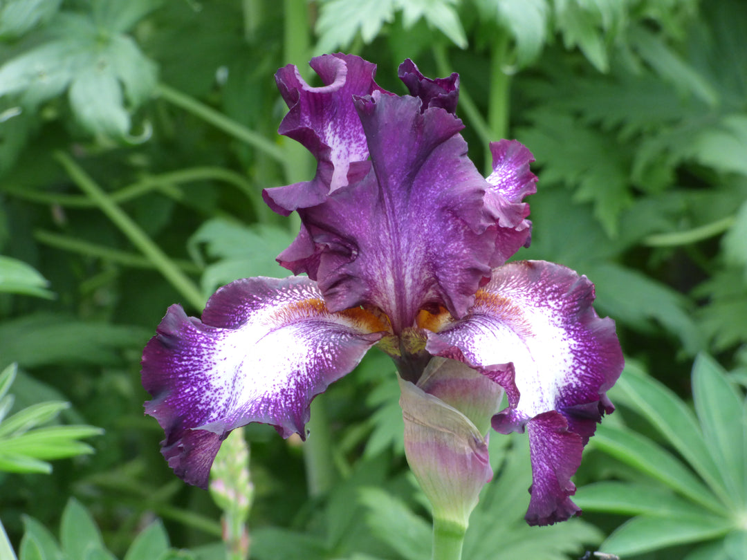 Tennison Ridge | Tall Bearded Iris – Schreiner's Gardens