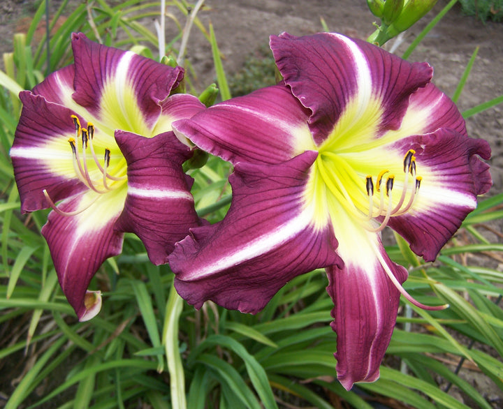 Thank Your Lucky Stars | Spring Daylily Catalog – Schreiner's Gardens
