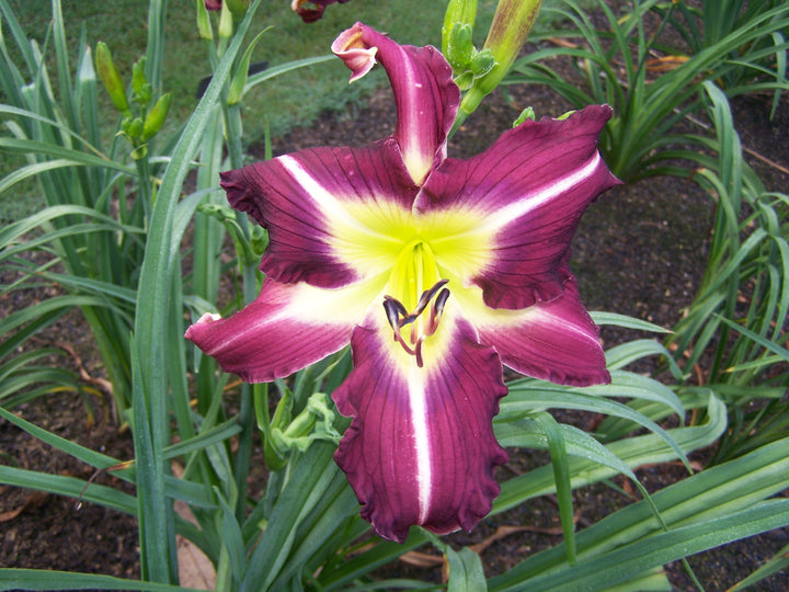 Thank Your Lucky Stars | Spring Daylily Catalog – Schreiner's Gardens