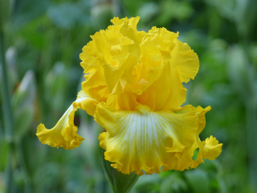 That's All Folks | Tall Bearded Iris – Schreiner's Gardens