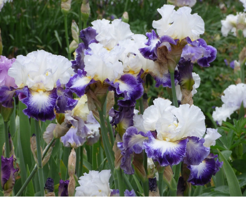 The Long Game | Tall Bearded Iris – Schreiner's Gardens
