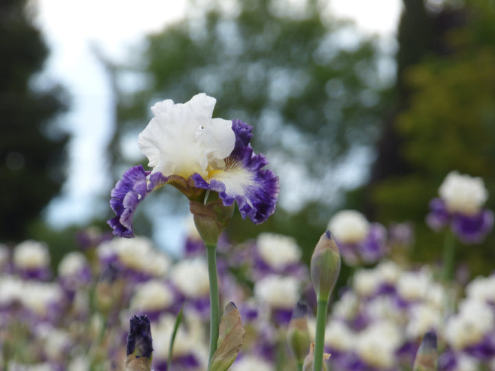 The Long Game | Tall Bearded Iris – Schreiner's Gardens