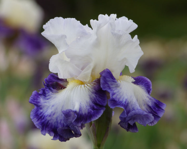 The Long Game | Tall Bearded Iris – Schreiner's Gardens