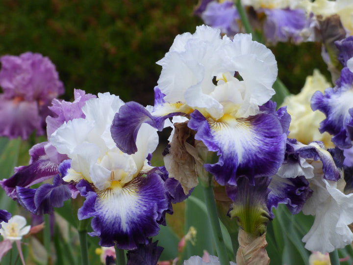 The Long Game | Tall Bearded Iris – Schreiner's Gardens