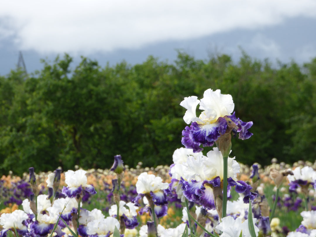 The Long Game | Tall Bearded Iris – Schreiner's Gardens