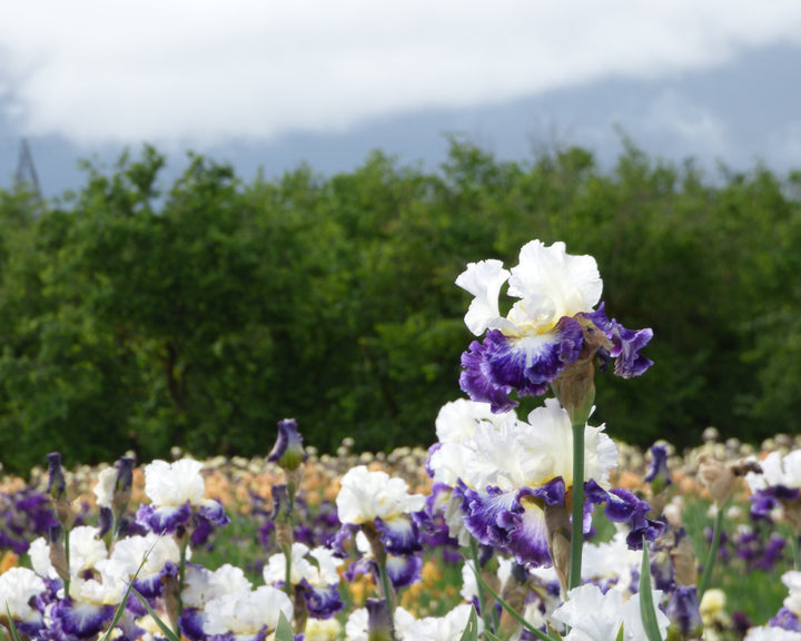 デジタル両軸リール ホワイト/パープル The Long Game | Tall Bearded Iris – Schreiner's Gardens