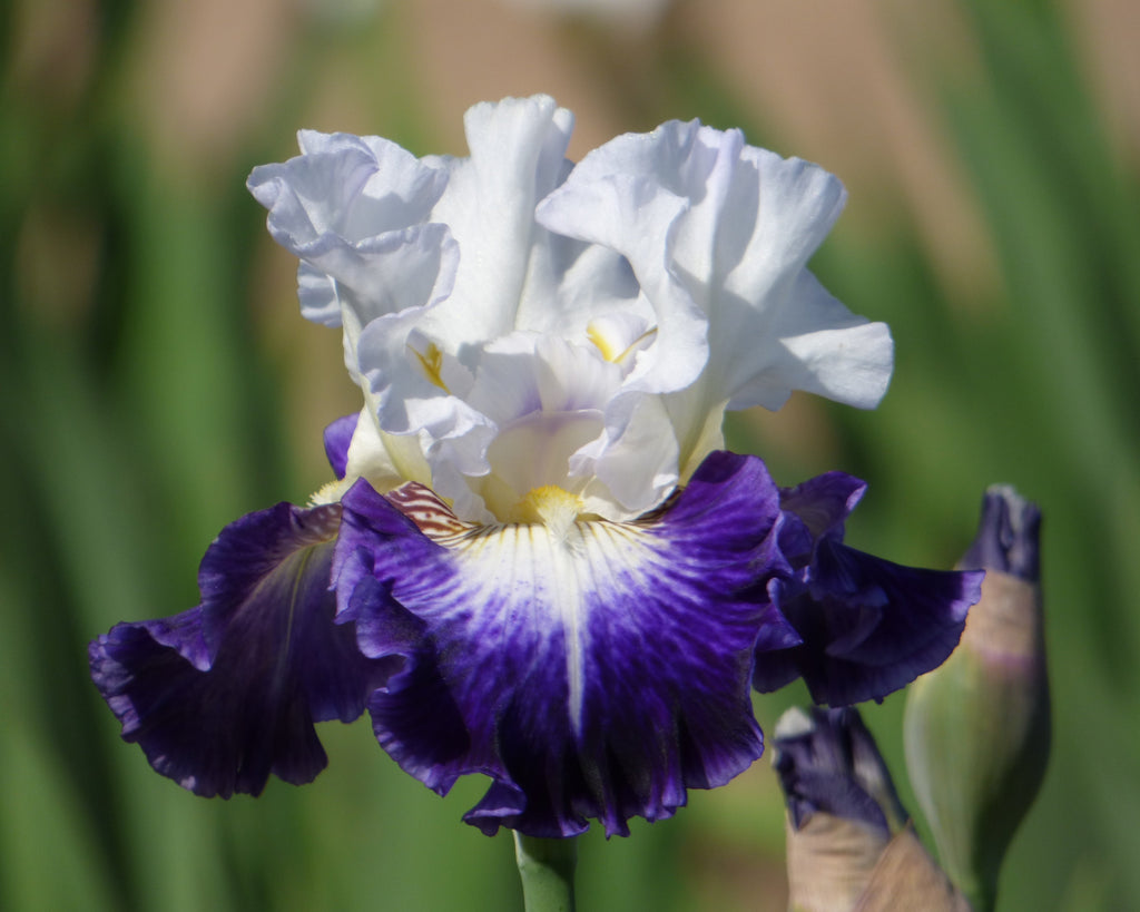 The Long Game | Tall Bearded Iris – Schreiner's Gardens