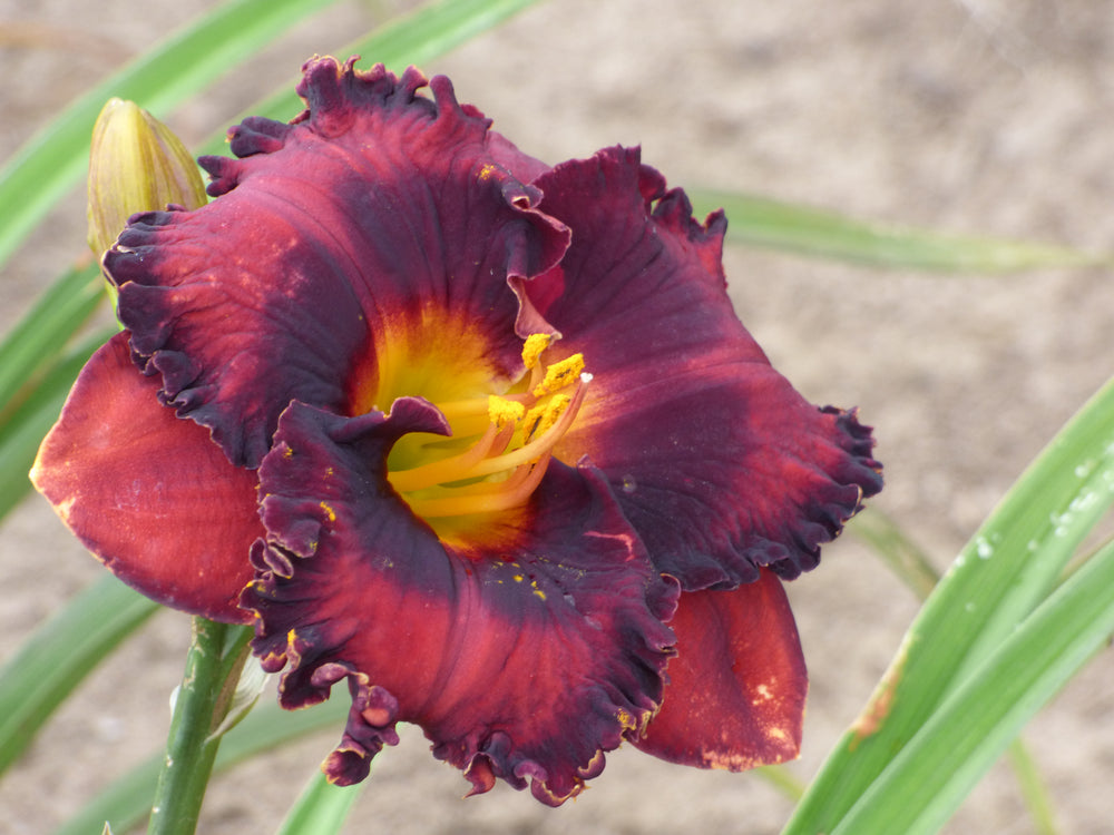 étincelle様　③オレンジ　緑　紫　おてて横 Shop all Daylilies – Page 2 – Schreiner's Gardens