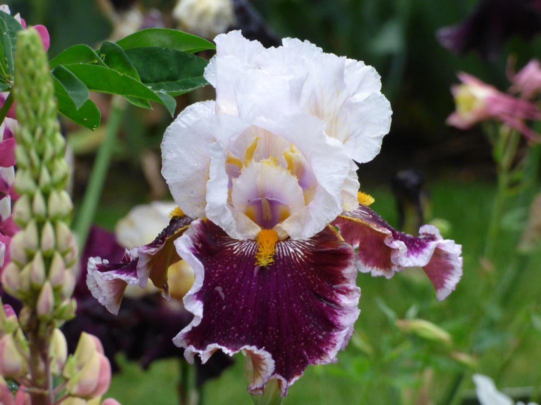 Bittering Thorns PQプロモ fab 2枚 Thorn | Tall Bearded Iris – Schreiner's Gardens