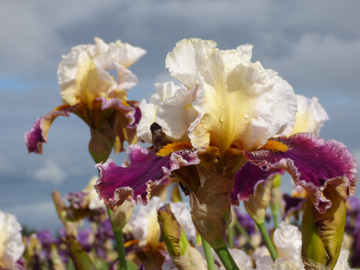 Thorn | Tall Bearded Iris – Schreiner's Gardens